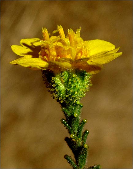 sm 361 Narrow Tarweed.jpg - The Narrow Tarweed (Holocarpha virgata ssp. virgata) is very sticky when it is touched.